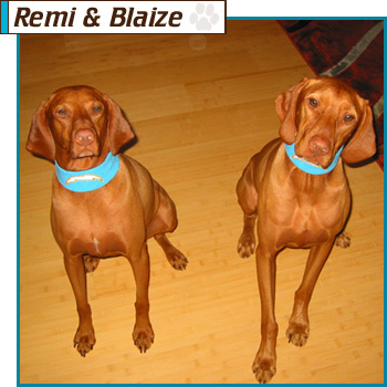 Southern California Vizsla Rescue - Available Adoption - Remi & Blaize