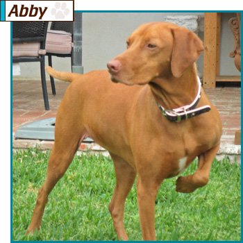 Southern California Vizsla Rescue - Available Adoption - Abby