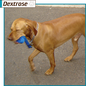 Southern California Vizsla Rescue - Available Adoption - Dextrose