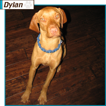Southern California Vizsla Rescue - Available Adoption - Dylan
