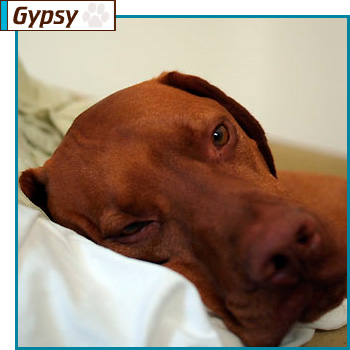 Southern California Vizsla Rescue - Available Adoption - Gypsy