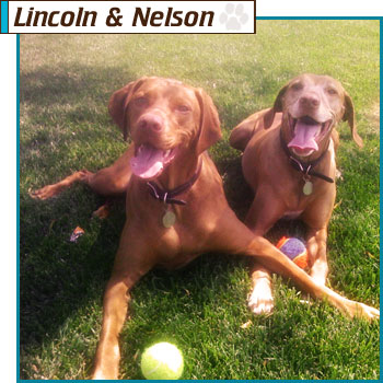 Southern California Vizsla Rescue - Available Adoption - Lincoln & Nelson
