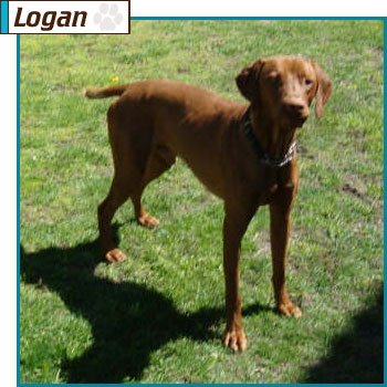 Southern California Vizsla Rescue - Available Adoption - Logan