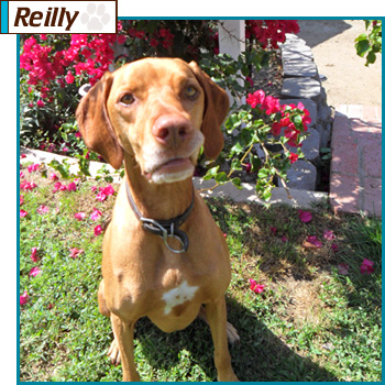 Southern California Vizsla Rescue - Available Adoption - Reilly