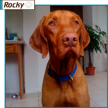 Southern California Vizsla Rescue - Available Adoption - Rocky