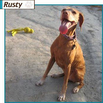 Southern California Vizsla Rescue - Available Adoption - Rusty