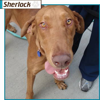 Southern California Vizsla Rescue - Available Adoption - Sherlock