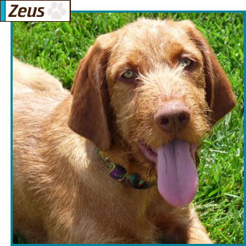 Southern California Vizsla Rescue - Available Adoption - Zeus